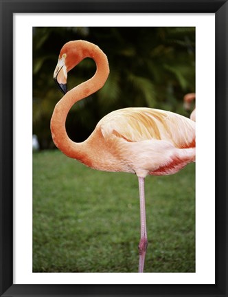 Framed American Flamingo Print