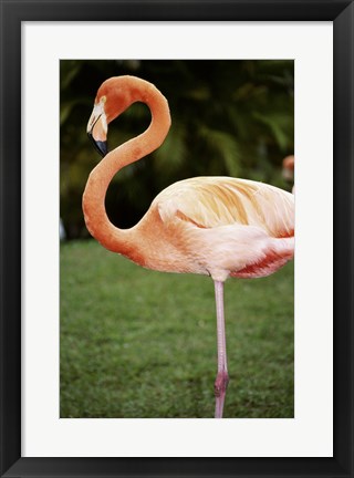 Framed American Flamingo Print