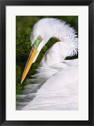 Framed Great Egret - up close Print