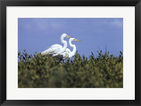 Framed Great Egret - two walking Print