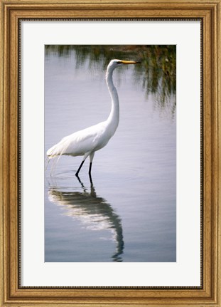 Framed Egret In River Print