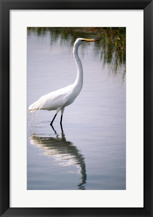 Framed Egret In River Print