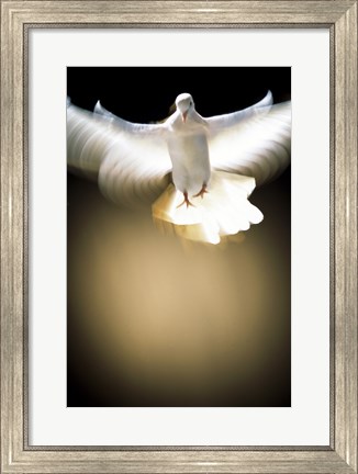 Framed White Dove in flight Print