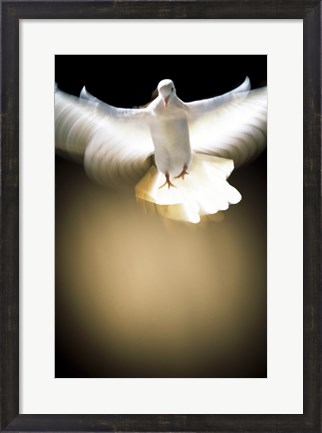 Framed White Dove in flight Print