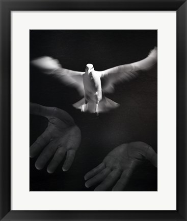 Framed Close-up of a person releasing a White Dove Print