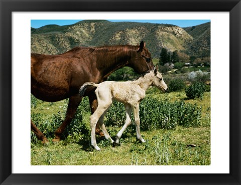 Framed Palomino Mare and a Colt Print