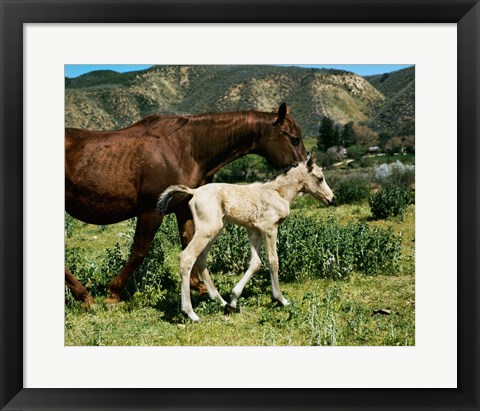 Framed Palomino Mare and a Colt Print