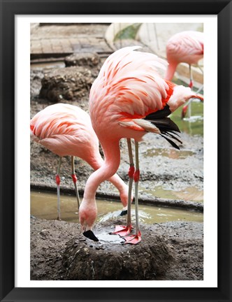 Framed Flamingo in Stassbourg Print