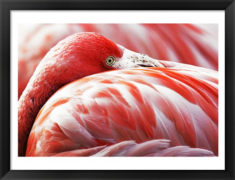 Framed Flamingo Resting Print