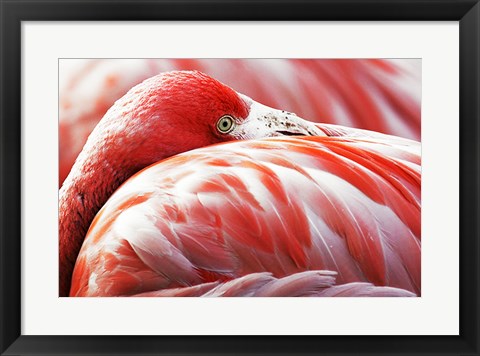 Framed Flamingo Resting Print