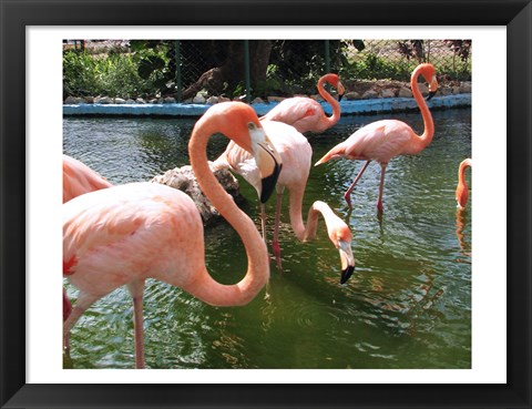 Framed Flamingos in a Zoo Print