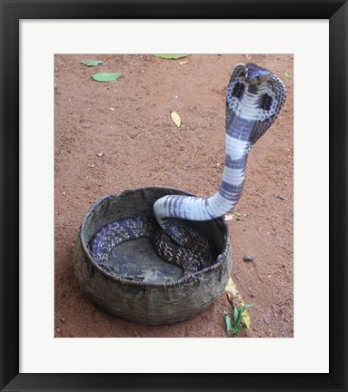 Framed Indian Cobra Print