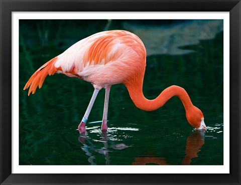 Framed Pink Flamingo In River Print