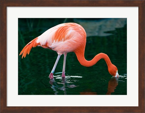 Framed Pink Flamingo In River Print