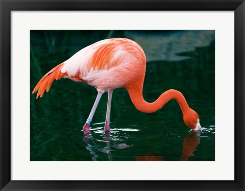 Framed Pink Flamingo In River Print