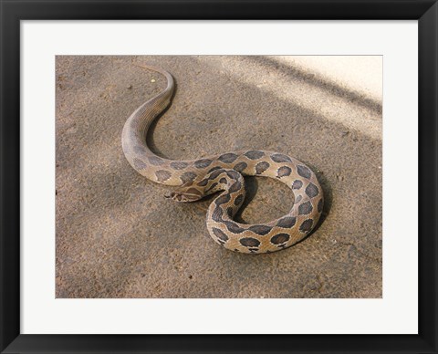 Framed Russels Viper Print