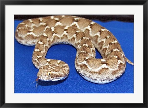 Framed Saw Scaled Viper Print