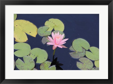 Framed Lotus Eaters I Print