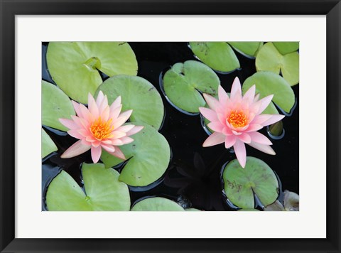 Framed Lotus Eaters II Print