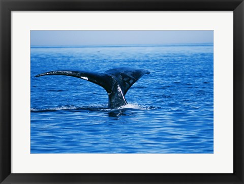 Framed Right Whale in the sea, Bay of Fundy, Canada Print