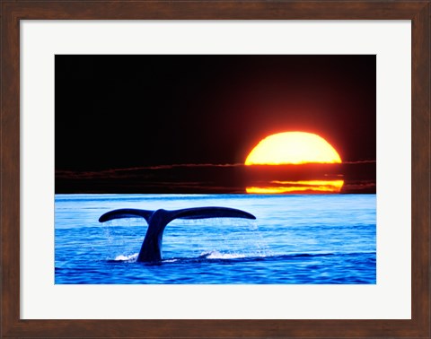 Framed Tail fin of a whale in the sea Print