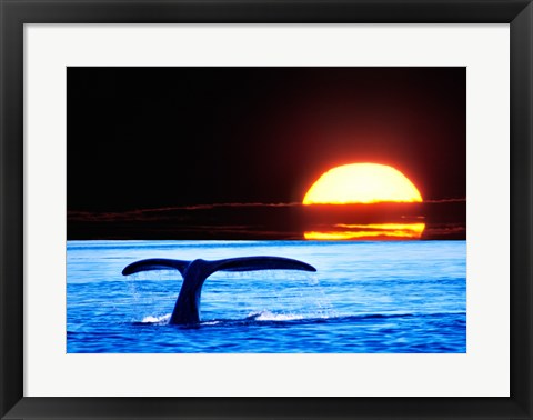 Framed Tail fin of a whale in the sea Print