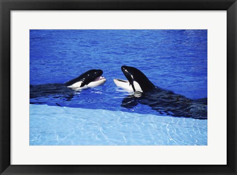 Framed Killer Whales Sea World San Diego California USA Print