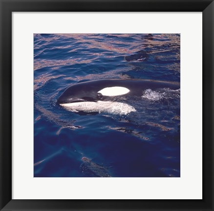 Framed Killer Whale Swimming Print