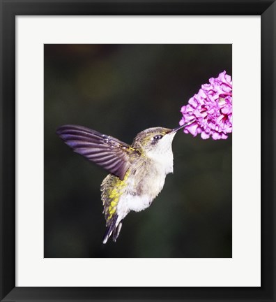 Framed Hummingbird Print