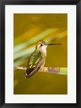 Framed Close-up of a Magnificent hummingbird perching on a leaf Print