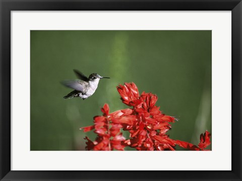 Framed Ruby-Throated Hummingbird Print