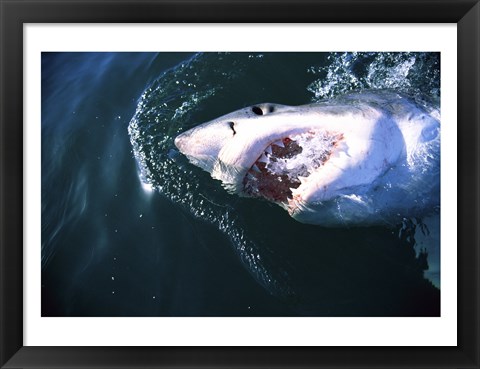 Framed Great White Shark Eating Print