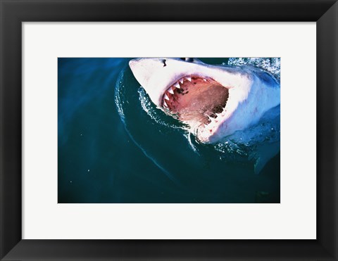 Framed Great White Shark Biting Print