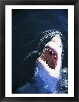 Framed Great White Shark with its mouth open Print