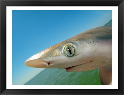 Framed Close-up of an Atlantic Sharpnose Shark, Gulf Of Mexico, Florida, USA Print