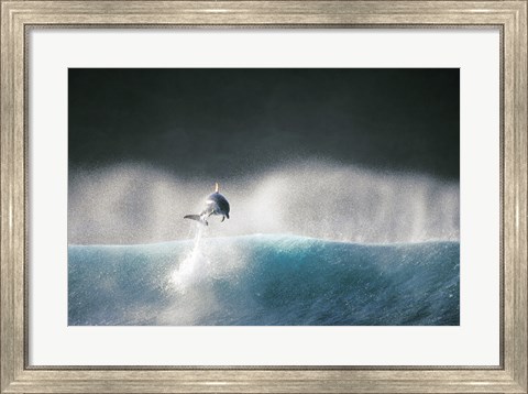 Framed Dolphin breaching in the sea Print