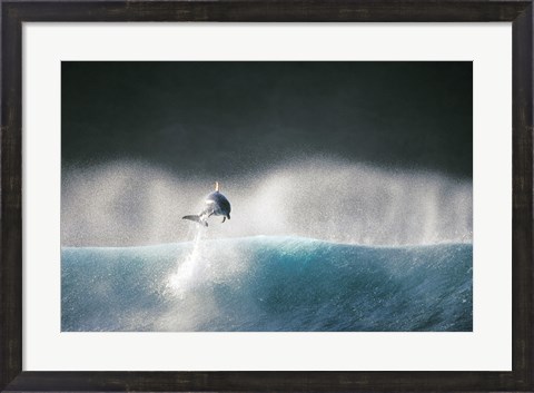 Framed Dolphin breaching in the sea Print