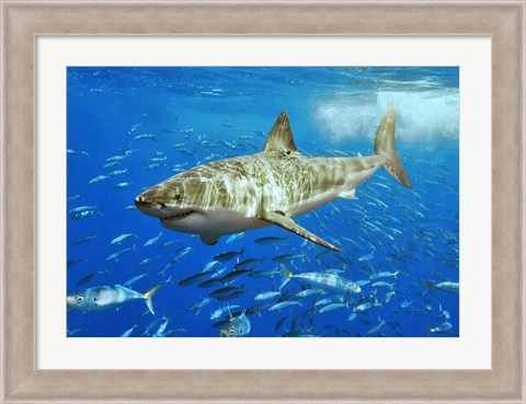 Framed White Shark Print