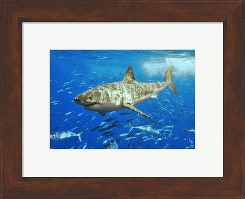 Framed White Shark Print