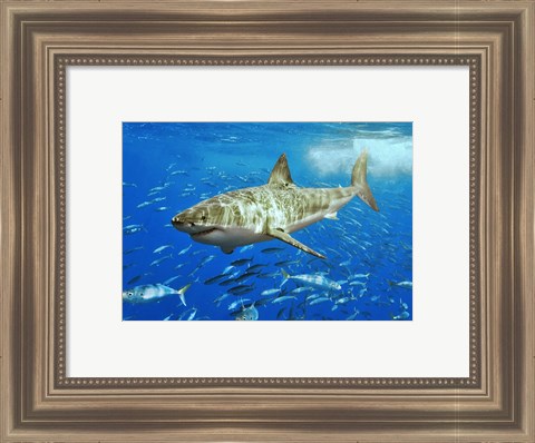 Framed White Shark Print