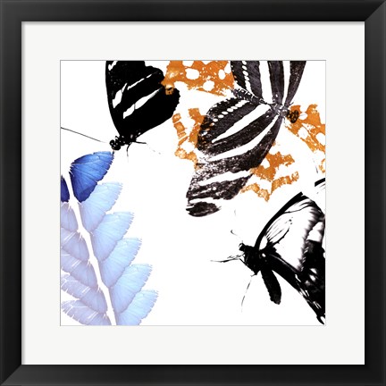 Framed Butterfly Infloresence II Print