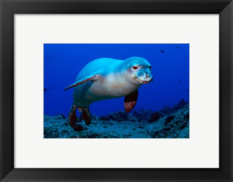 Framed Monk Seal Print