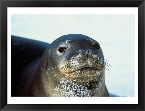 Framed Monk Seal Print