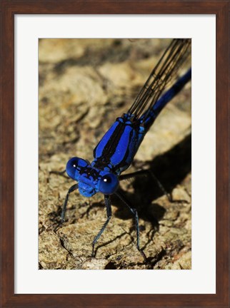 Framed Springwater Dragonfly Print