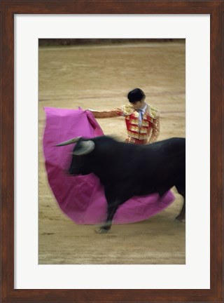 Framed matador and a bull at a Bullfight, Spain Print