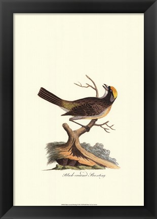 Framed Black-crowned Bunting Print