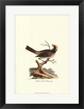 Framed Black-crowned Bunting Print