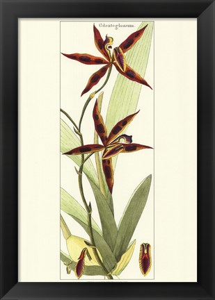 Framed Brilliant Orchids I Print