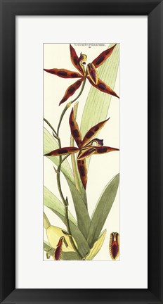 Framed Brilliant Orchids I Print