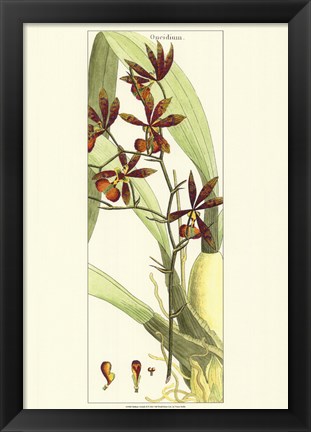 Framed Brilliant Orchids II Print